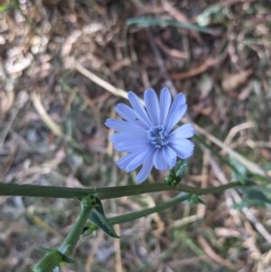 Cichorium intybus at McKellar, ACT - 27 Dec 2020