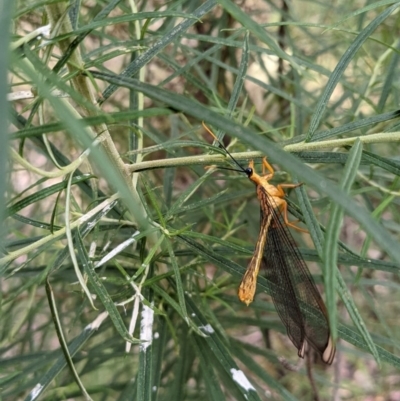 Nymphes myrmeleonoides (Blue eyes lacewing) at Mount Ainslie - 25 Dec 2020 by SusanneG