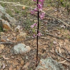 Dipodium punctatum (Blotched Hyacinth Orchid) at Majura, ACT - 25 Dec 2020 by SusanneG