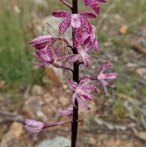 Dipodium punctatum at Majura, ACT - 25 Dec 2020