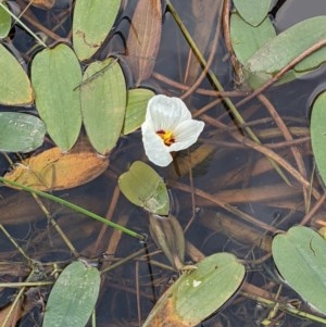 Ottelia ovalifolia subsp. ovalifolia at Majura, ACT - 25 Dec 2020