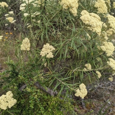 Cassinia longifolia (Shiny Cassinia, Cauliflower Bush) at Mount Ainslie - 25 Dec 2020 by SusanneG