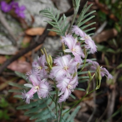 Thysanotus tuberosus subsp. tuberosus (Common Fringe-lily) at Tennent, ACT - 27 Dec 2020 by JackyF