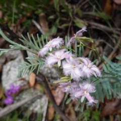 Thysanotus tuberosus subsp. tuberosus at Tennent, ACT - 27 Dec 2020 02:37 PM