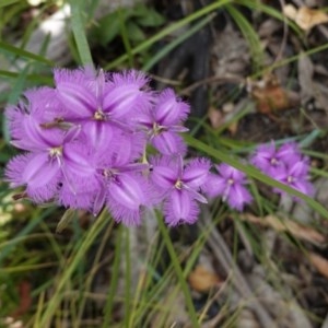 Thysanotus tuberosus subsp. tuberosus at Tennent, ACT - 27 Dec 2020 02:37 PM