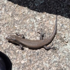 Egernia saxatilis (Black Rock Skink) at Namadgi National Park - 27 Dec 2020 by JackyF