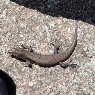 Egernia saxatilis (Black Rock Skink) at Namadgi National Park - 27 Dec 2020 by JackyF