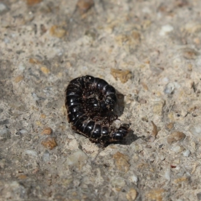 Paradoxosomatidae sp. (family) (Millipede) at Mount Taylor - 26 Dec 2020 by Tammy