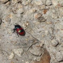 Choerocoris paganus (Ground shield bug) at Mount Taylor - 26 Dec 2020 by Tammy
