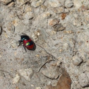 Choerocoris paganus at Tuggeranong DC, ACT - 26 Dec 2020