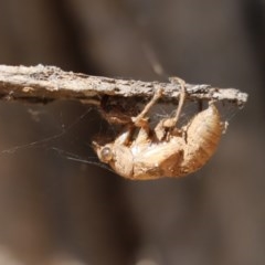 Psaltoda moerens (Redeye cicada) at Lake Ginninderra - 26 Dec 2020 by Tammy