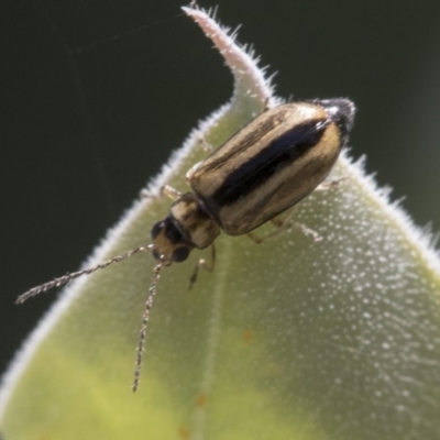 Monolepta froggatti (Leaf beetle) at Higgins, ACT - 26 Dec 2020 by AlisonMilton