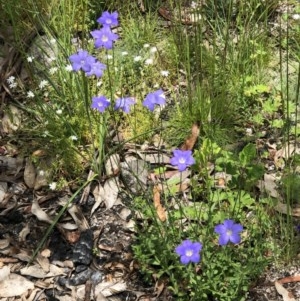 Wahlenbergia sp. at Tennent, ACT - 27 Dec 2020