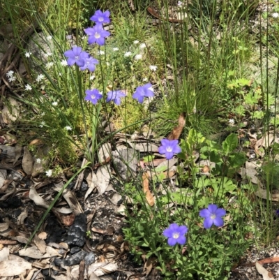 Wahlenbergia sp. (Bluebell) at Tennent, ACT - 27 Dec 2020 by JackyF