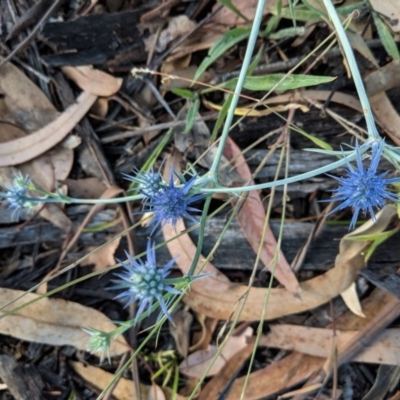 Eryngium ovinum (Blue Devil) at Hughes Grassy Woodland - 26 Dec 2020 by JackyF