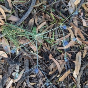 Eryngium ovinum at Hughes, ACT - 26 Dec 2020