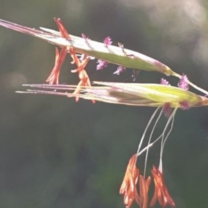 Rytidosperma pallidum at Holt, ACT - 11 Nov 2020