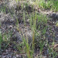 Rytidosperma pallidum at Holt, ACT - 11 Nov 2020