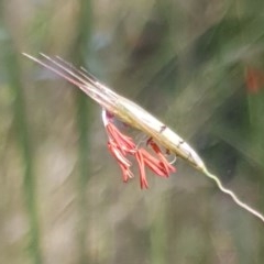 Rytidosperma pallidum (Red-anther Wallaby Grass) at Cook, ACT - 11 Nov 2020 by drakes