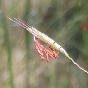 Rytidosperma pallidum at Cook, ACT - 11 Nov 2020 09:13 AM