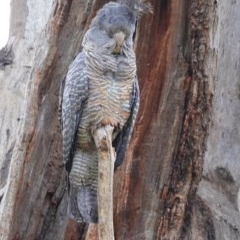 Callocephalon fimbriatum (Gang-gang Cockatoo) at GG99 - 28 Dec 2020 by JackyF