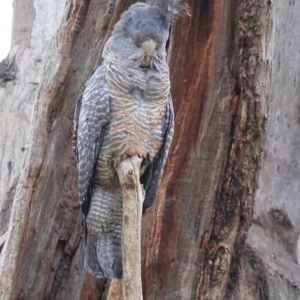 Callocephalon fimbriatum at Hughes, ACT - 28 Dec 2020