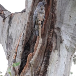 Callocephalon fimbriatum at Hughes, ACT - suppressed