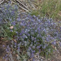 Eryngium ovinum (Blue Devil) at Hughes Grassy Woodland - 28 Dec 2020 by JackyF