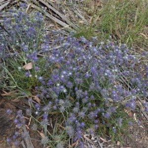 Eryngium ovinum at Hughes, ACT - 28 Dec 2020