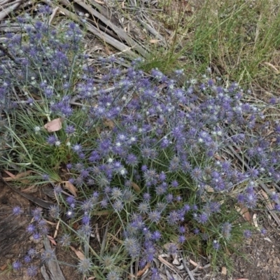 Eryngium ovinum (Blue Devil) at Hughes, ACT - 28 Dec 2020 by JackyF