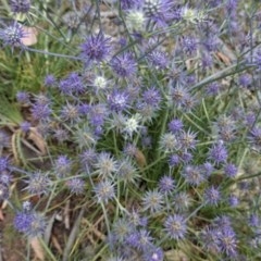 Eryngium ovinum at Hughes, ACT - 28 Dec 2020