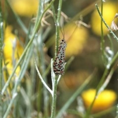 Utetheisa (genus) (A tiger moth) at Hughes, ACT - 28 Dec 2020 by JackyF