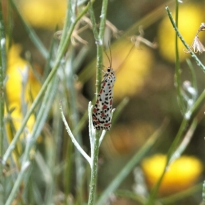 Utetheisa (genus) (A tiger moth) at Red Hill to Yarralumla Creek - 28 Dec 2020 by JackyF