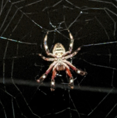 Hortophora sp. (genus) (Garden orb weaver) at Hughes, ACT - 26 Dec 2020 by JackyF