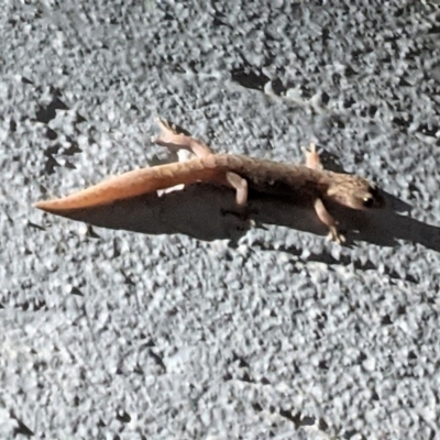 Christinus marmoratus (Southern Marbled Gecko) at Hughes, ACT - 26 Dec 2020 by JackyF