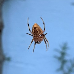 Hortophora transmarina (Garden Orb Weaver) at Hughes, ACT - 27 Dec 2020 by JackyF