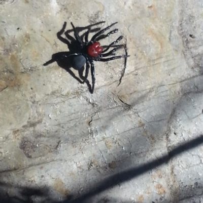 Missulena occatoria (Red-headed Mouse Spider) at QPRC LGA - 30 Aug 2013 by bambararick