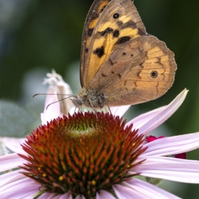 Heteronympha merope (Common Brown Butterfly) at Penrose - 27 Dec 2020 by Aussiegall