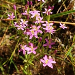 Centaurium tenuiflorum (Branched Centaury) at Cook, ACT - 28 Dec 2020 by drakes