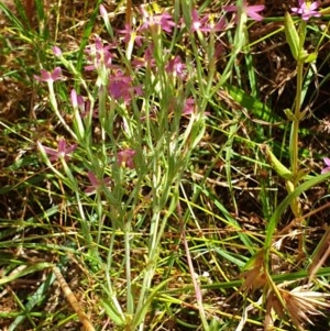 Centaurium tenuiflorum at Cook, ACT - 28 Dec 2020 10:46 AM