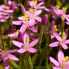 Centaurium tenuiflorum at Cook, ACT - 28 Dec 2020 10:46 AM