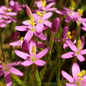 Centaurium tenuiflorum at Cook, ACT - 28 Dec 2020 10:46 AM