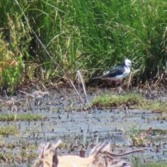 Himantopus leucocephalus (Pied Stilt) at Fyshwick, ACT - 27 Dec 2020 by RodDeb