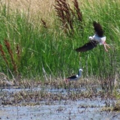 Himantopus leucocephalus at Fyshwick, ACT - 27 Dec 2020