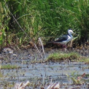 Himantopus leucocephalus at Fyshwick, ACT - 27 Dec 2020