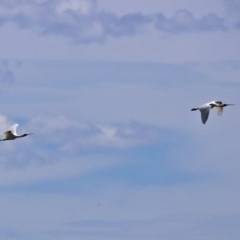 Platalea regia (Royal Spoonbill) at Fyshwick, ACT - 27 Dec 2020 by RodDeb