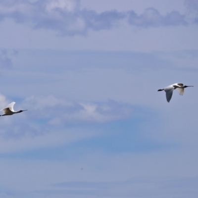 Platalea regia (Royal Spoonbill) at Fyshwick, ACT - 27 Dec 2020 by RodDeb