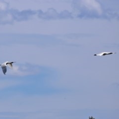 Platalea regia at Fyshwick, ACT - 27 Dec 2020