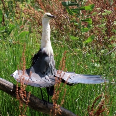 Ardea pacifica (White-necked Heron) at Fyshwick, ACT - 27 Dec 2020 by RodDeb