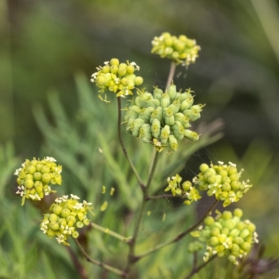 Polyscias sambucifolia (Elderberry Panax) at Penrose - 29 Dec 2020 by Aussiegall